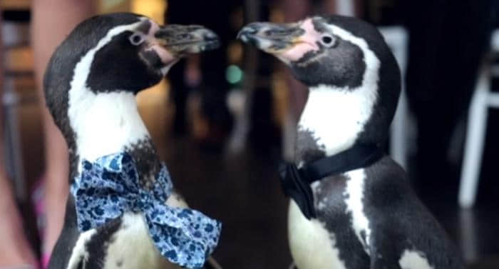 英国男同志企鹅情侣举办浪漫婚礼！婚摄公司：「现场没有一双眼睛不含泪」 -1