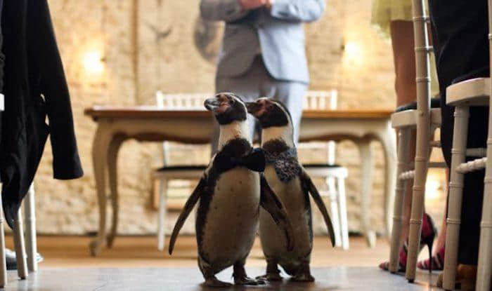 英国男同志企鹅情侣举办浪漫婚礼！婚摄公司：「现场没有一双眼睛不含泪」 -3