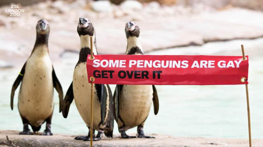 伦敦动物园超帅气用标语支持同志：「有些企鹅就是GAY，接受吧！」-NICEGAY