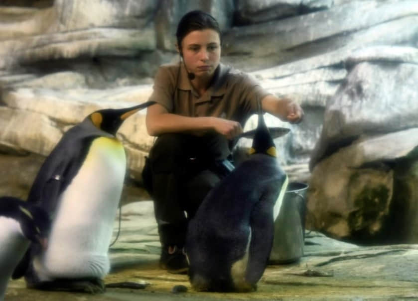 好想当爸爸！柏林动物园的男同志夫夫企鹅收养被遗弃的蛋-NICEGAY