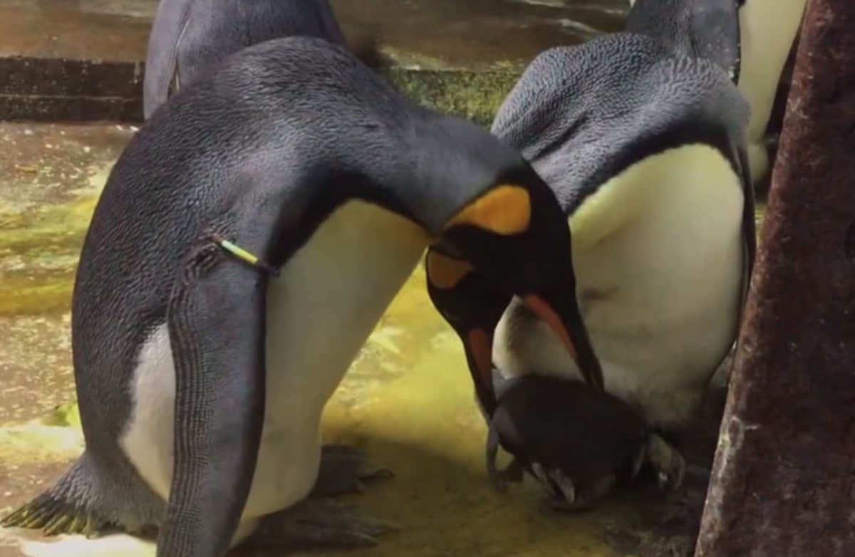 好想当爸爸！柏林动物园的男同志夫夫企鹅收养被遗弃的蛋-NICEGAY